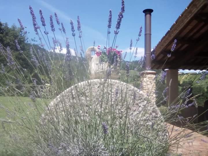 Agriturismo Isola Verde SantʼUrbano Екстериор снимка